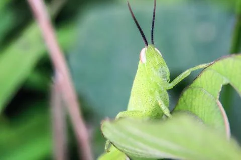 Macro picture of grasshopper Stock Photos