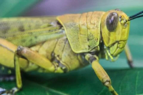 Macro picture of grasshopper Stock Photos