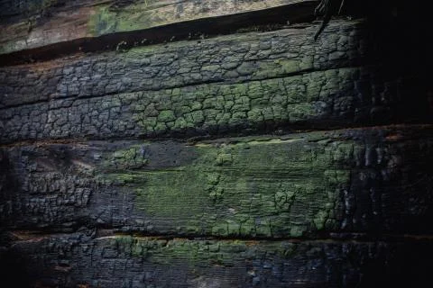 Macro picture of green moss. Close up macro photography of nature. Moss lichen Stock Photos