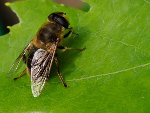 Macro picture of a hoverfly resting on a vine leaf Stock Photos
