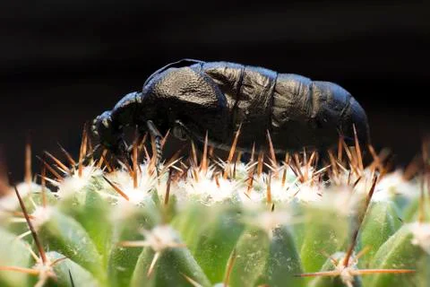 Macro picture of an insect Stock Photos