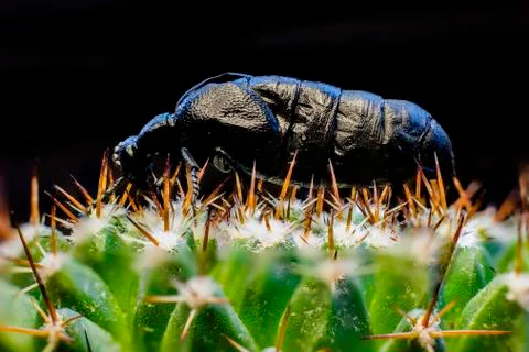 Macro picture of an insect Stock Photos