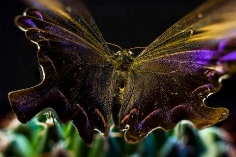 Macro picture of an insect Stock Photos