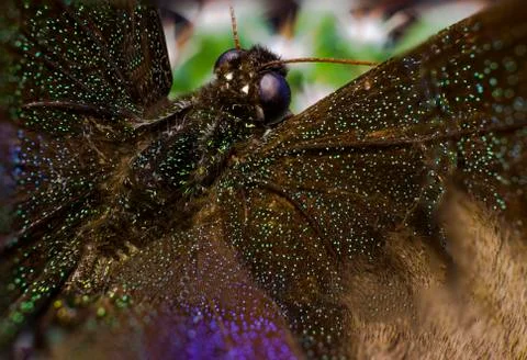 Macro picture of an insect Stock Photos