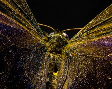 Macro picture of an insect Stock Photos