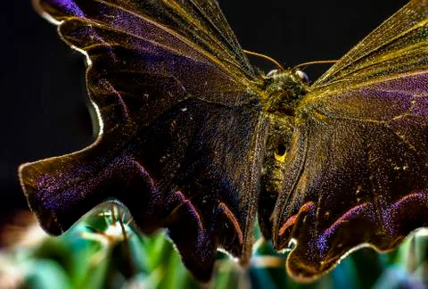 Macro picture of an insect Stock Photos