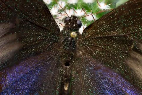 Macro picture of an insect Stock Photos
