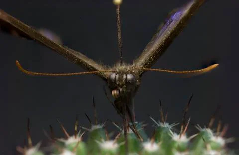 Macro picture of an insect Stock Photos