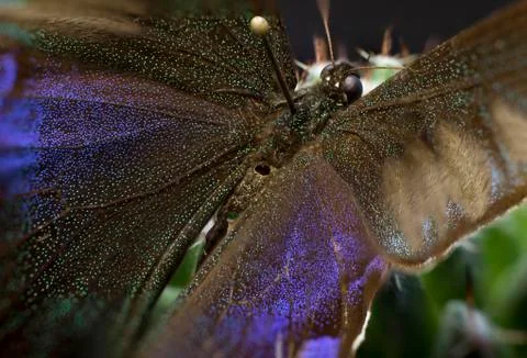 Macro picture of an insect Stock Photos