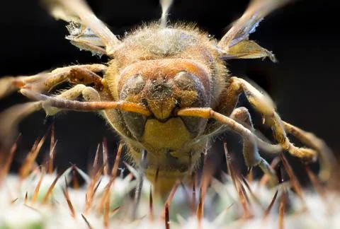 Macro picture of an insect Stock Photos