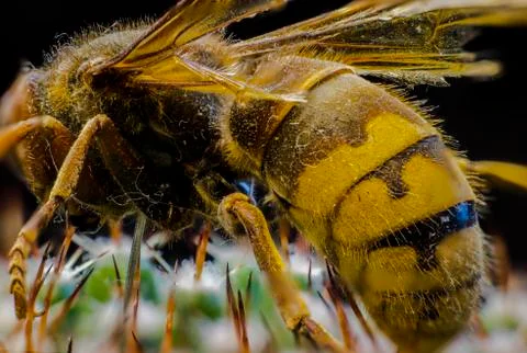 Macro picture of an insect Stock Photos