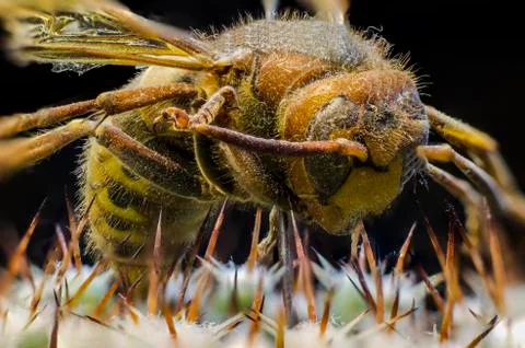 Macro picture of an insect Stock Photos
