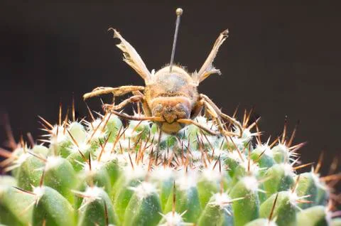 Macro picture of an insect Stock Photos