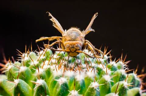 Macro picture of an insect Stock Photos