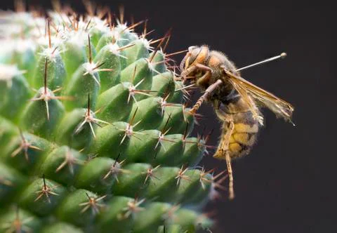 Macro picture of an insect Stock Photos