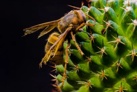 Macro picture of an insect Stock Photos