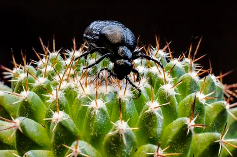 Macro picture of an insect Stock Photos