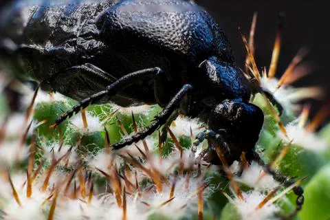 Macro picture of an insect Stock Photos