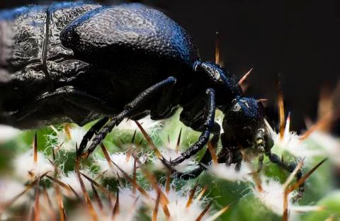 Macro picture of an insect Stock Photos