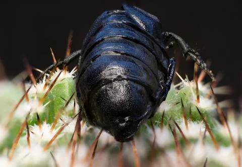 Macro picture of an insect Stock Photos