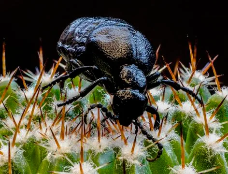 Macro picture of an insect Stock Photos