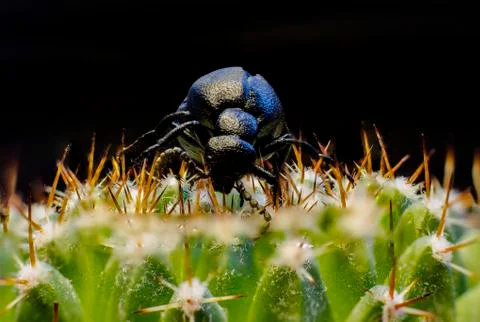 Macro picture of an insect Stock Photos