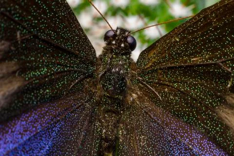 Macro picture of an insect Stock Photos