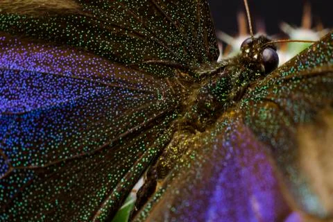 Macro picture of an insect Stock Photos