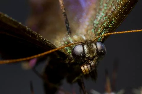 Macro picture of an insect Stock Photos