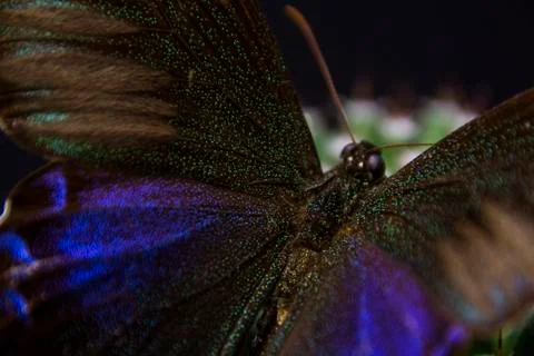 Macro picture of an insect Stock Photos
