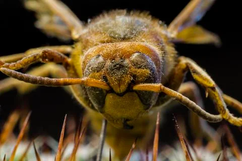 Macro picture of an insect Stock Photos