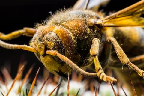 Macro picture of an insect Stock Photos