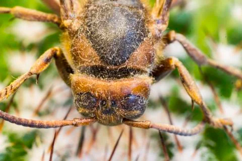 Macro picture of an insect Stock Photos