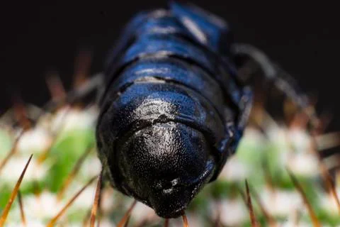 Macro picture of an insect Stock Photos