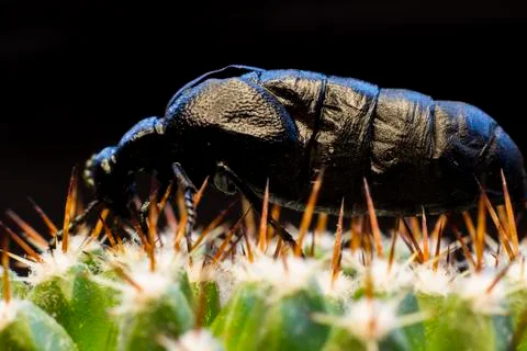 Macro picture of an insect Stock Photos