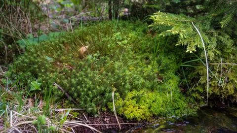 Macro picture of moss Stock Photos