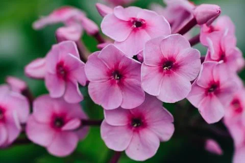 Macro picture of a pink verbena. Stock Photos