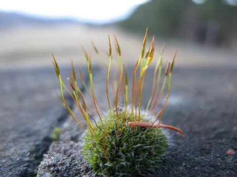 Macro picture of rolling moss Stock-Fotos