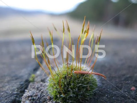 Macro picture of rolling moss