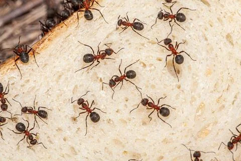 The macro picture shows a slice of bread with many ants on it, the ants are very Stock Photos