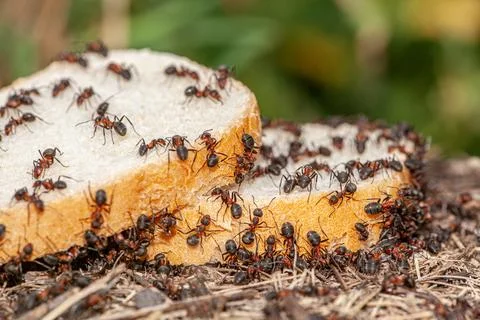 The macro picture shows a slice of bread with many ants on it, the ants are very Stock Photos