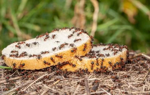 The macro picture shows a slice of bread with many ants on it, the ants are very Foto stock