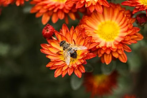 A macro picture while a bee gathered pollen from orange flowers. Bees are very Stock Photos