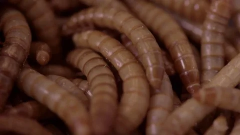 Macro pile of mealworms Stock Footage 73174100