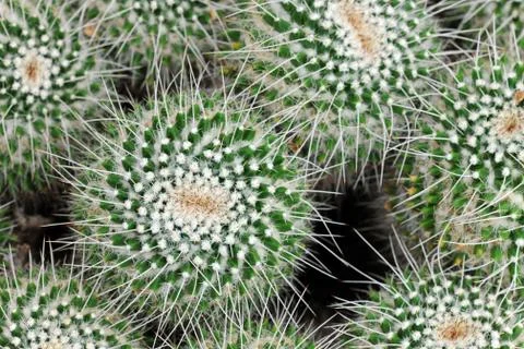Macro of pincushion cactus Stock Photos