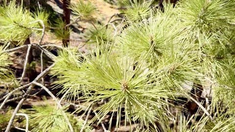 🌲 Macro Pine Branch: Smooth Push-In Shot on Swaying Needles Stock Footage 337321262