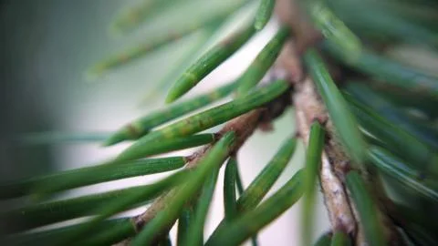Macro pine branch_PW Foto stock