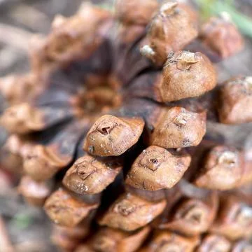 Macro of pine cone Stock-Fotos
