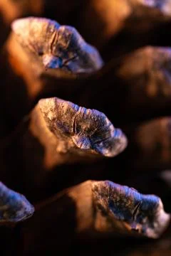 Macro of pine cone scales in warm and cool light Stock Photos