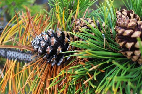 Macro of pine cones on branches with orange needles Stock Photos